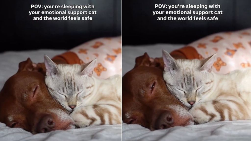 Video: Pit Bull Sleeps Peacefully With ‘Emotional Support Cat'