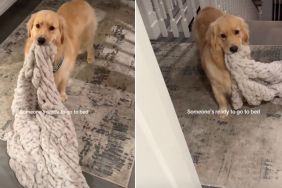 Video: Golden Retriever Drops a Big Hint When it's Time to Go to Bed