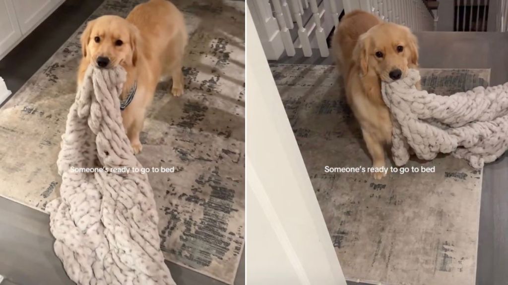 Video: Golden Retriever Drops a Big Hint When it's Time to Go to Bed