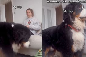 Video: Dog Interrupts Owner’s Filming With a Majestic Pose