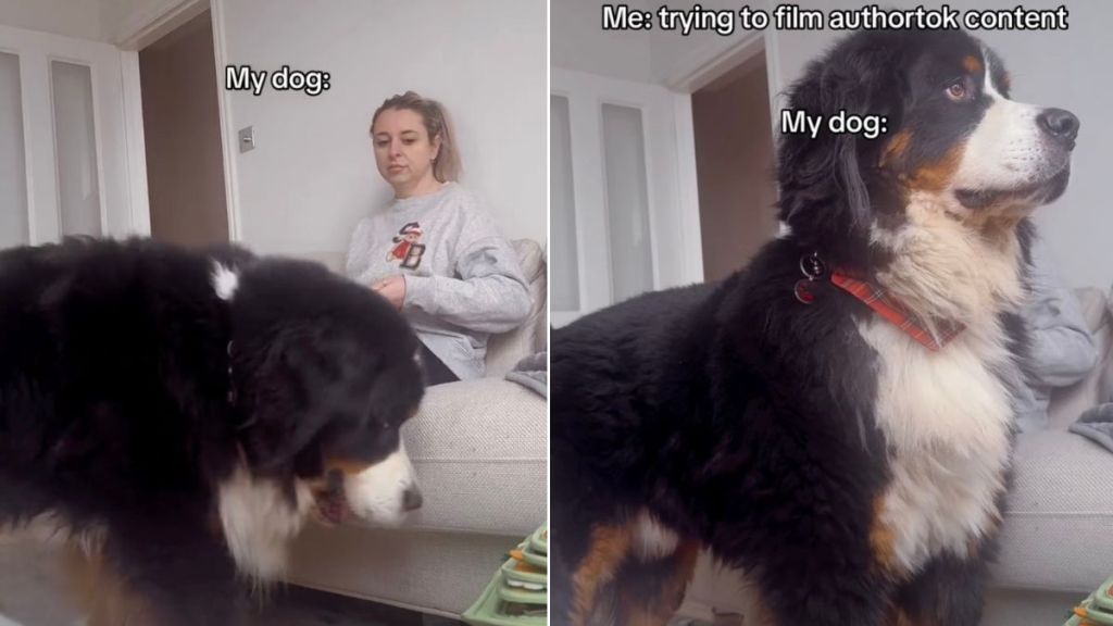 Video: Dog Interrupts Owner’s Filming With a Majestic Pose