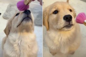 Video: Golden Retriever Puppy Sweetly Waits Her Turn for Makeup