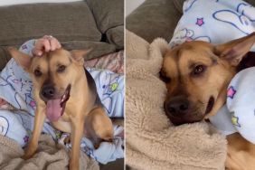 Video Shows What Rescue Puppy Does to Comfort Sick Owner