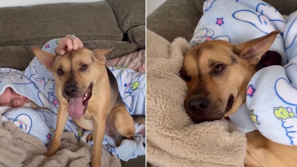 Video Shows What Rescue Puppy Does to Comfort Sick Owner