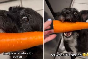 Video: Dog Changes His Mind About Carrot After It's Peeled