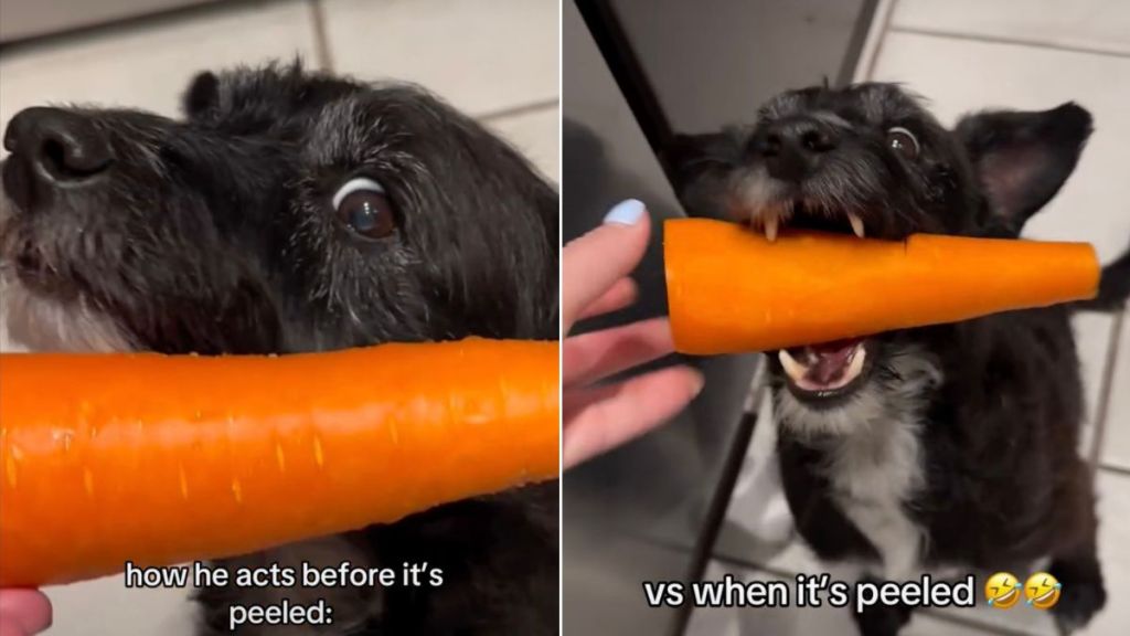 Video: Dog Changes His Mind About Carrot After It's Peeled