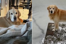 Video: Golden Retriever's Morning Routine Is Barking at Rats