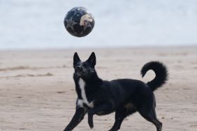 Video: Dog Plays Beach Volleyball & Ends up Impressing Everyone