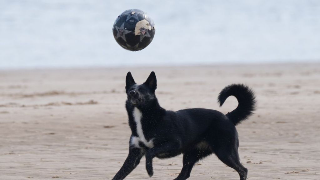 Video: Dog Plays Beach Volleyball & Ends up Impressing Everyone