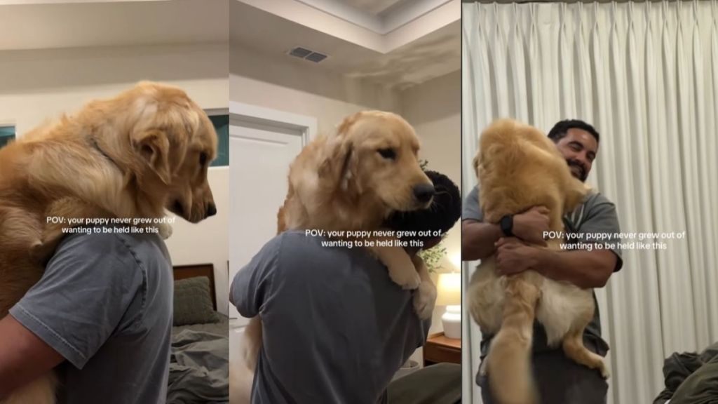 Golden Retriever Proves He’ll Always Be Dad’s Baby in Adorable Video