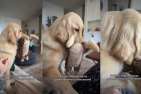 Video: Golden Retriever Makes Sure Owner’s Pets Keep Coming