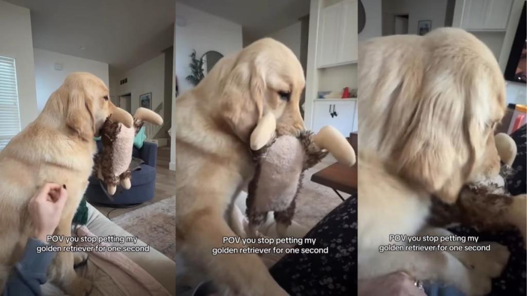 Video: Golden Retriever Makes Sure Owner’s Pets Keep Coming