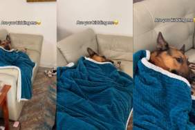 Video: Dog Is Living His Best Life Tucked in With Blanket & Pillow