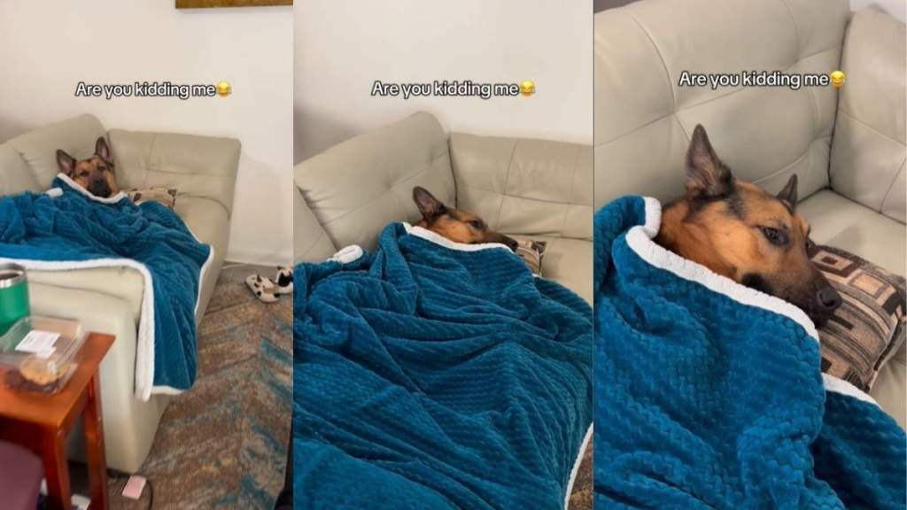 Video: Dog Is Living His Best Life Tucked in With Blanket & Pillow