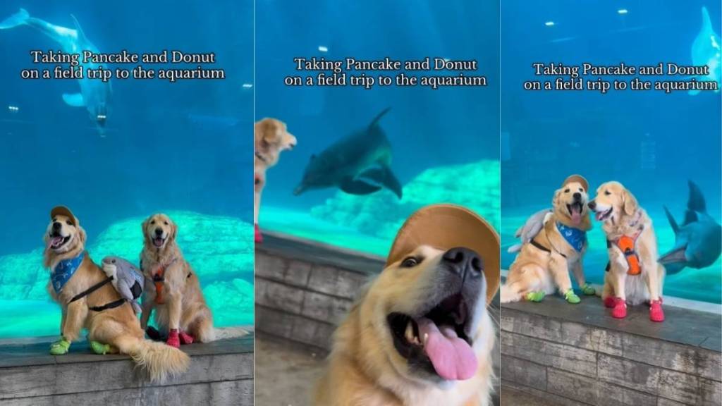 Video: Dogs’ Field Trip to Aquarium Is All About Exploration