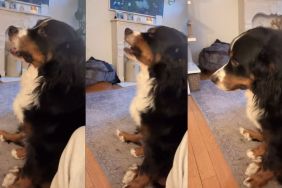 Video: Dog Reacts to Being Called a 'Big Guy'