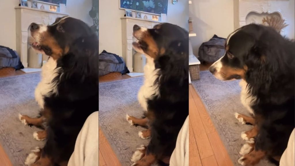 Video: Dog Reacts to Being Called a 'Big Guy'