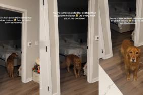 Golden Retriever Is Excited About Bedtime Before 'Strict' Deadline