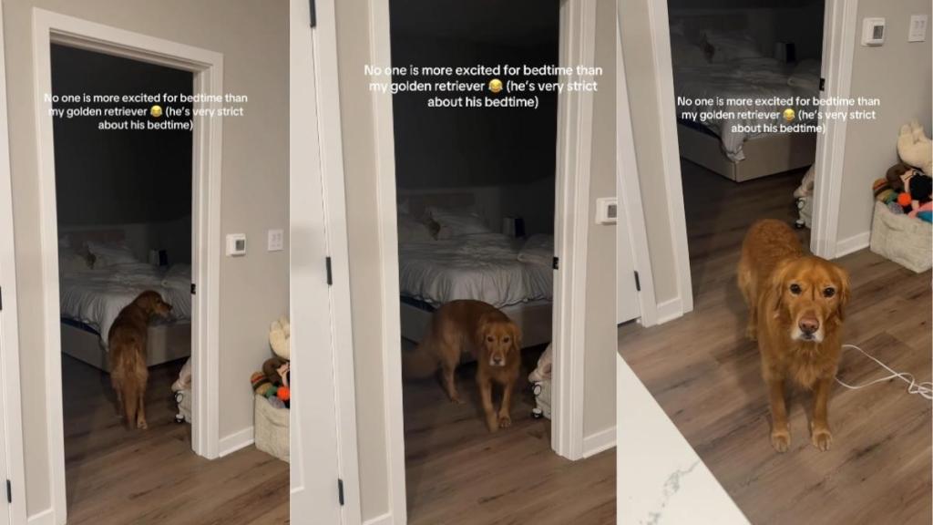 Golden Retriever Is Excited About Bedtime Before 'Strict' Deadline
