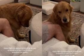 Video: Dog Pretends To Be Sad To Get Owners' Dinner