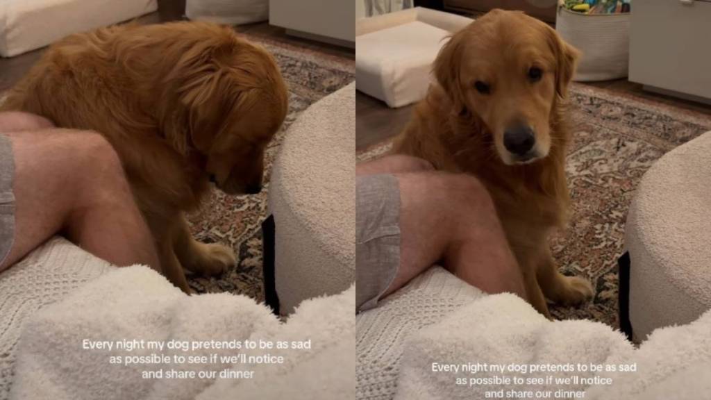 Video: Dog Pretends To Be Sad To Get Owners' Dinner