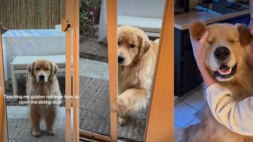 Video: Golden Retriever Learns How To Open Sliding Door