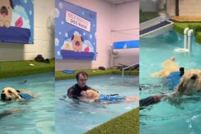 Video: Dog Turns Into ‘Clingy Little Bean’ During Pooltime