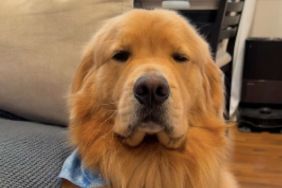 Golden Retriever Struggles To Stay Awake in the Cutest Video Ever