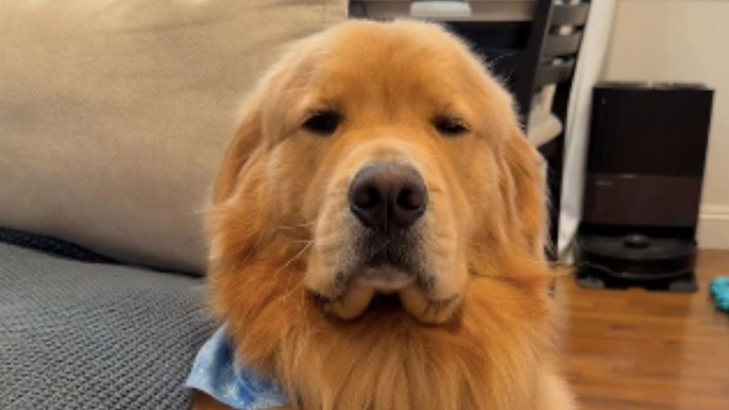 Golden Retriever Struggles To Stay Awake in the Cutest Video Ever