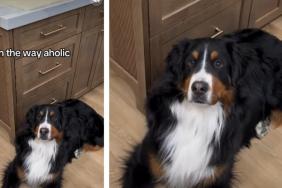 Video: Bernese Mountain Dog Is Always on Mom’s Way