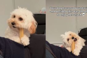 Video: Tiny Dog Uses Owner’s Back To Enjoy Her Snack