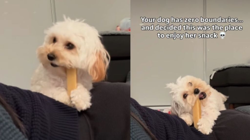 Video: Tiny Dog Uses Owner’s Back To Enjoy Her Snack