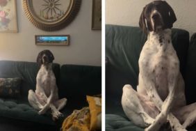 Video Shows Dog Waiting up for His Owner Long Past Curfew