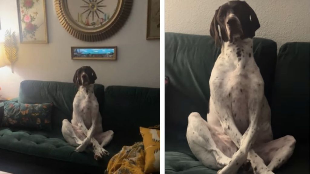 Video Shows Dog Waiting up for His Owner Long Past Curfew