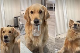 Video: Golden Retriever Asks for a Refill in Cutest Way