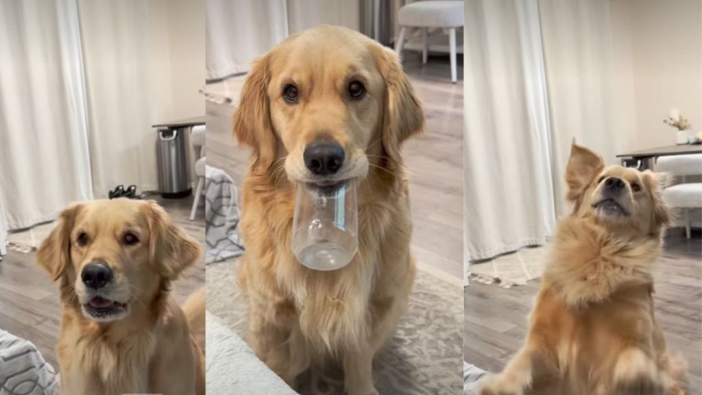 Video: Golden Retriever Asks for a Refill in Cutest Way