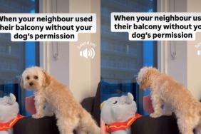 Video: Dog Reacts to Neighbor Using Balcony Without Permission