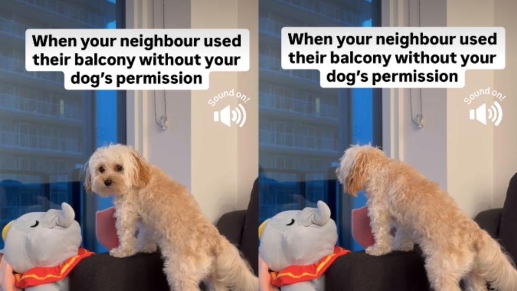 Video: Dog Reacts to Neighbor Using Balcony Without Permission