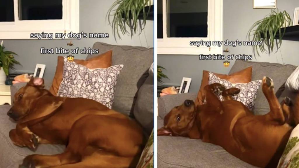 Dog Ignores His Name but Responds to the Sound of Chips in Funny Video