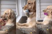 Golden Retriever Does Cute Ritual To Wait for 'Favorite Person'