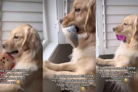 Golden Retriever Does Cute Ritual To Wait for 'Favorite Person'