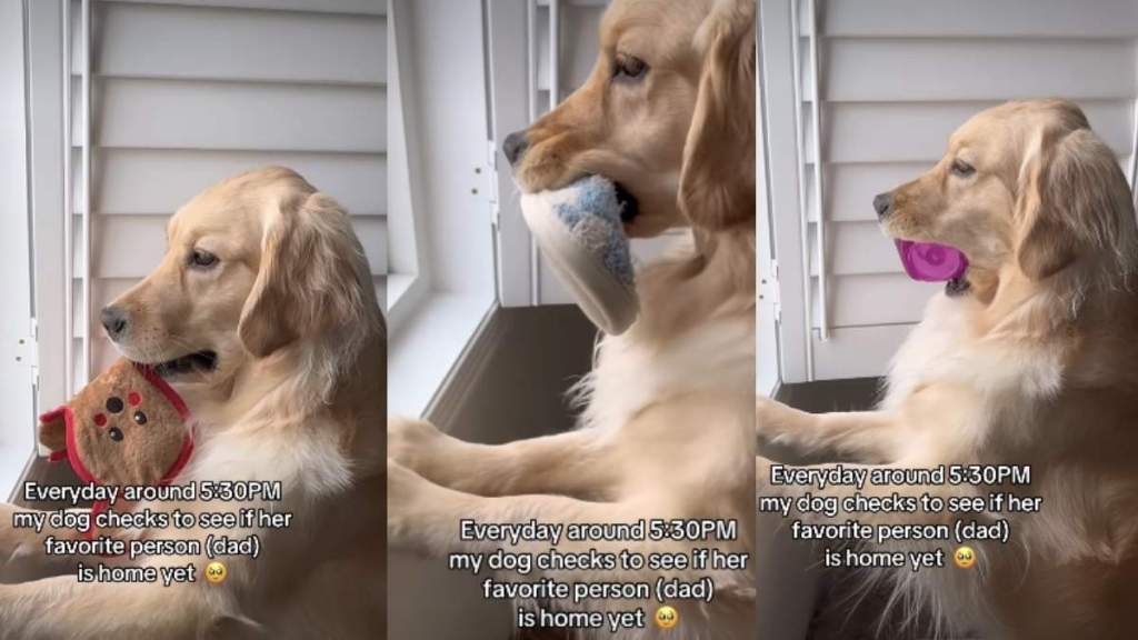 Golden Retriever Does Cute Ritual To Wait for 'Favorite Person'