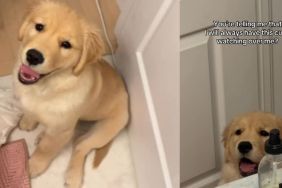Golden Retriever Puppy Sweetly Looks Over Mom in Adorable Video