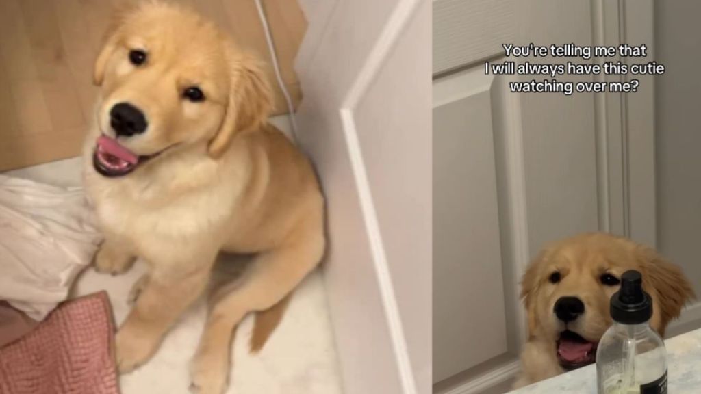 Golden Retriever Puppy Sweetly Looks Over Mom in Adorable Video