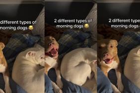 The Difference Between 2 Types of Morning Dogs Is Clear in This Video