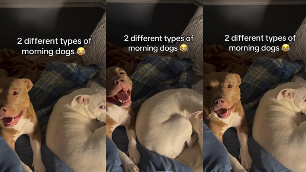 The Difference Between 2 Types of Morning Dogs Is Clear in This Video