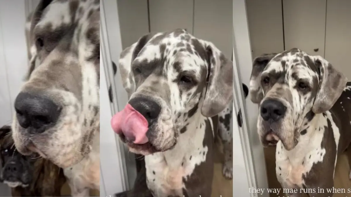 Video: Small Dog Reacts After Seeing Big Dog Indulging in a Beauty ...