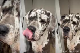 Video: Small Dog Reacts After Seeing Big Dog Indulging in a Beauty Routine