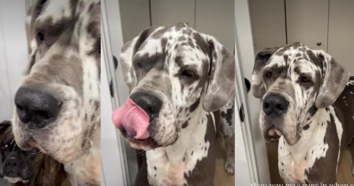 Video: Small Dog Reacts After Seeing Big Dog Indulging in a Beauty ...