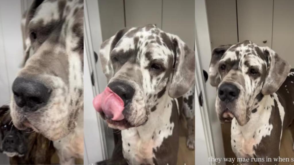 Video: Small Dog Reacts After Seeing Big Dog Indulging in a Beauty Routine